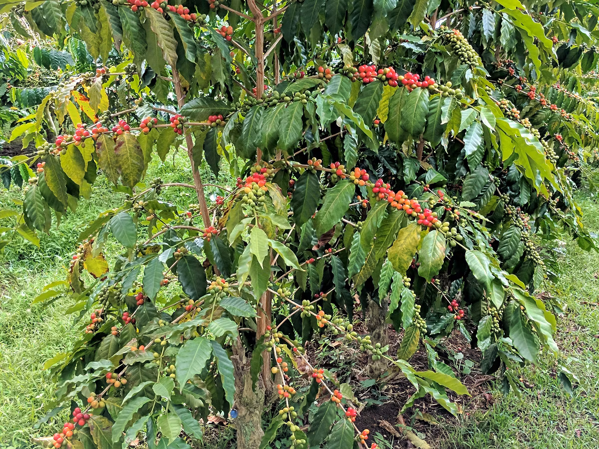 Ethiopia Yirgacheffe Gedeb Gr 2, Washed, 1kg