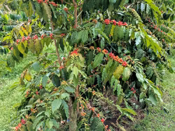 Ethiopia Yirgacheffe Gedeb Gr 2, Washed, 1kg