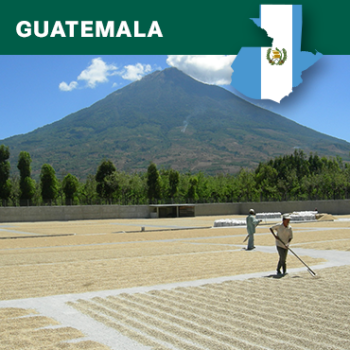 Guatemala Robusta Finca Buena Vista , Washed, 1kg