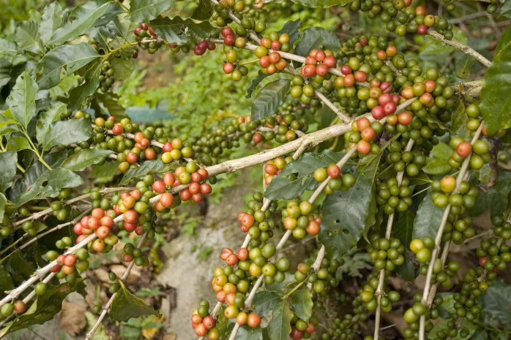 RawCoffee