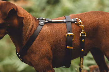 Skräddarsydd BioThane®   Y hundsele