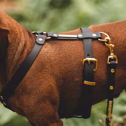 Skräddarsydd BioThane®
 Y hundsele