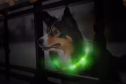 LED hundhalsband