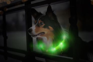LED hundhalsband
