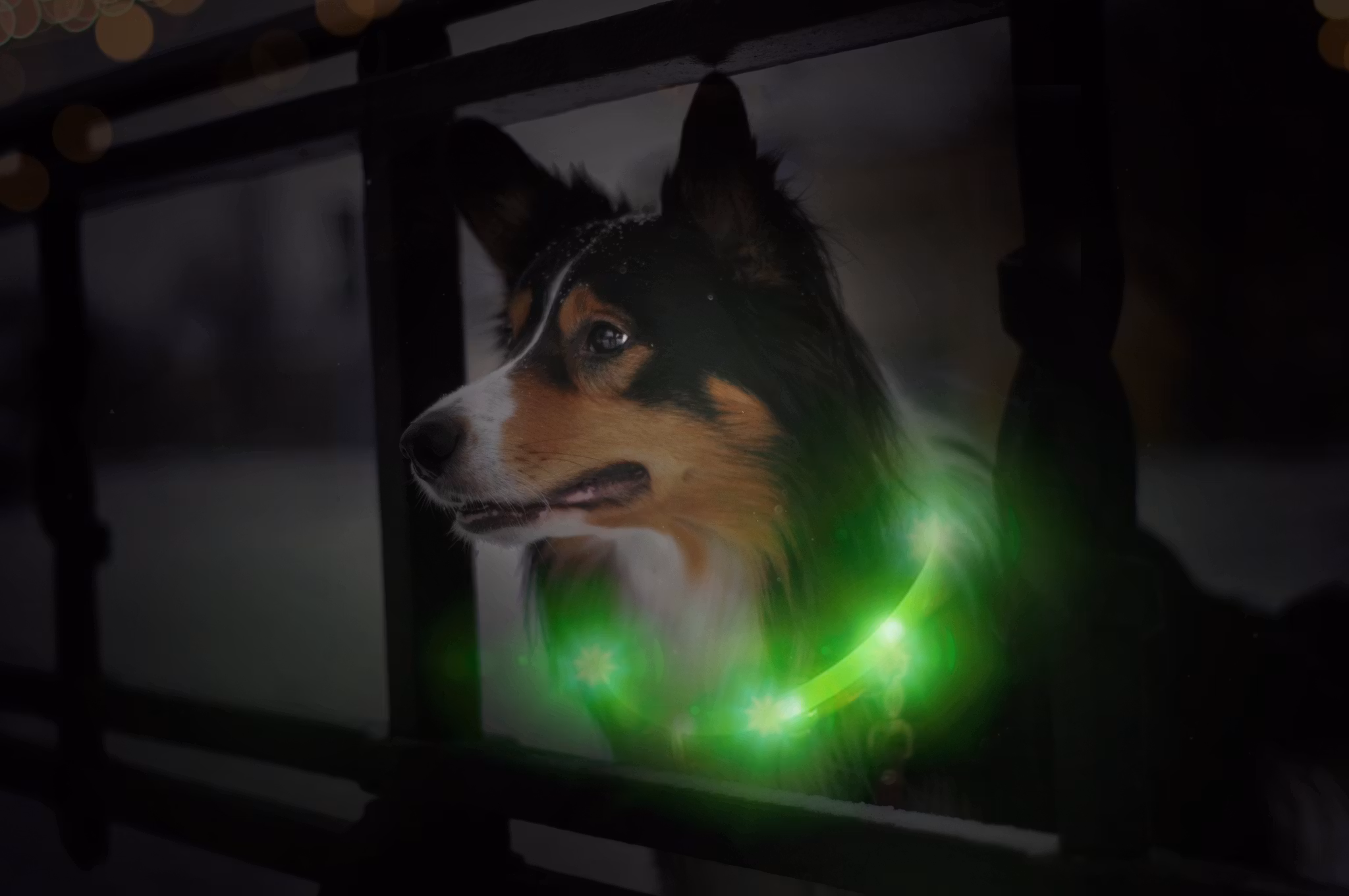LED hundhalsband