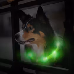 LED hundhalsband