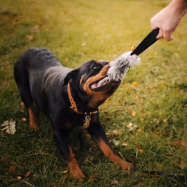 Kampleksak med svenskt fårskinn
