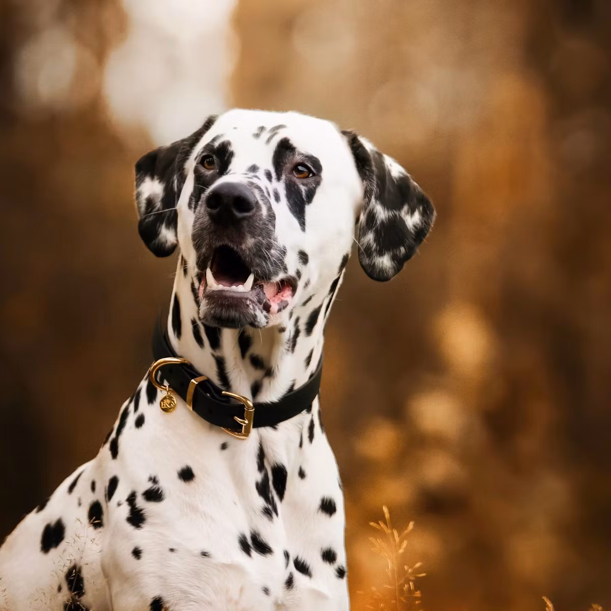 Ställbart BioThane® hundhalsband