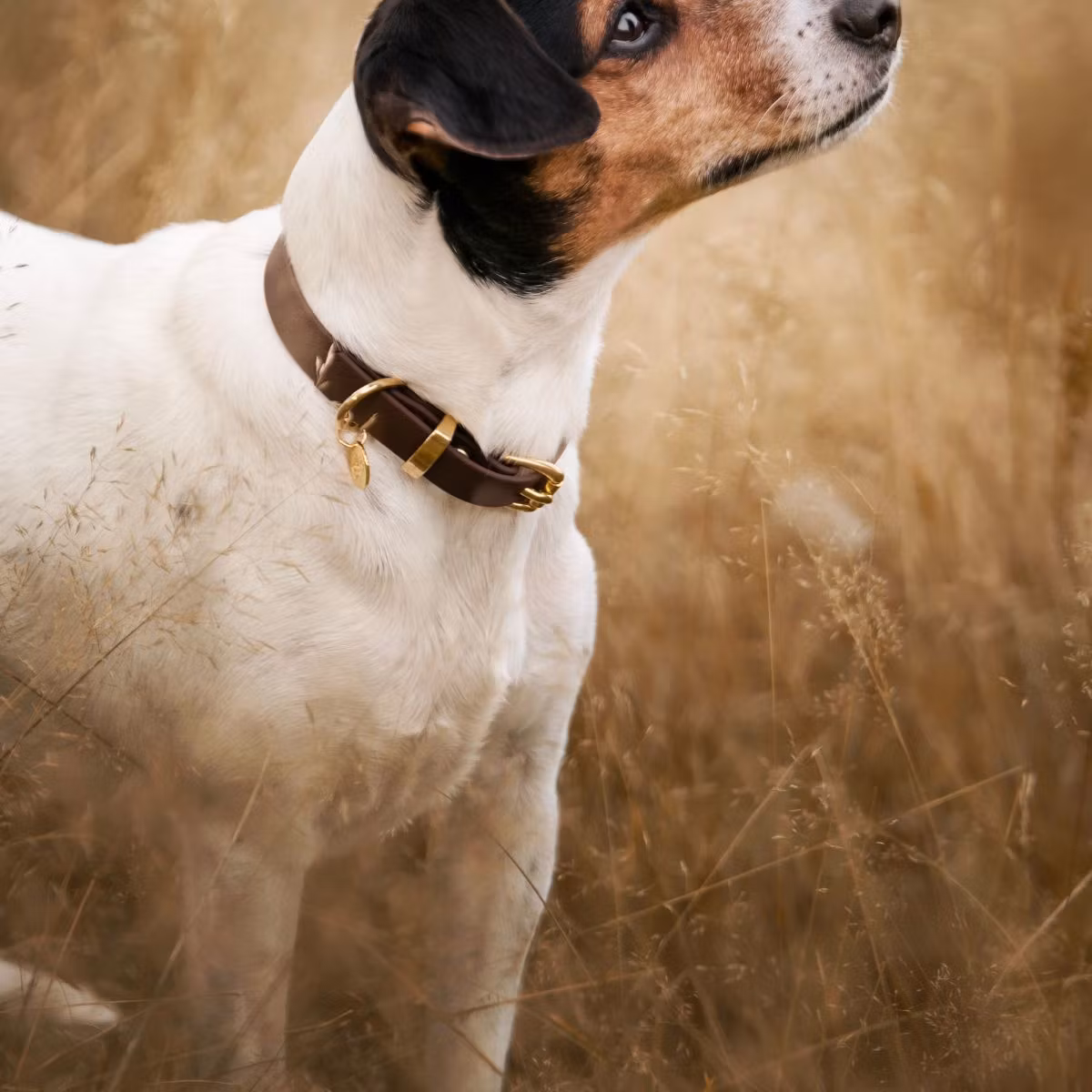 Ställbart BioThane® hundhalsband