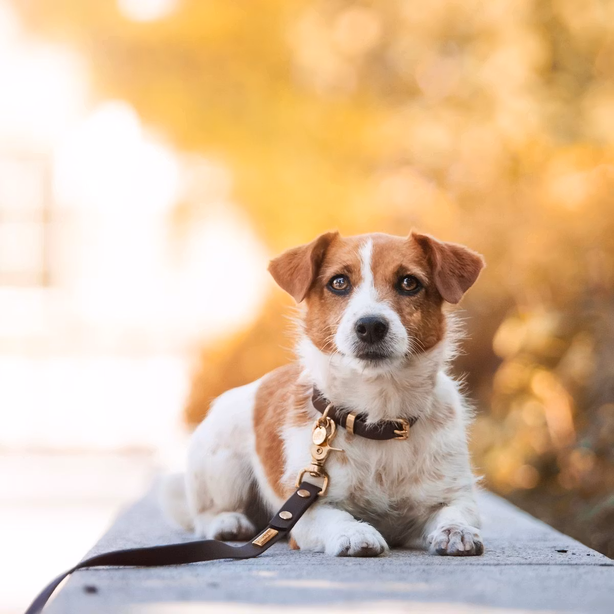 Enfärgat 
BioThane® hundkoppel