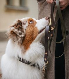 BioThane® hundkoppel med väktarhandtag