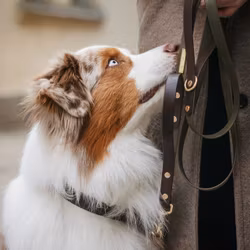 BioThane® hundkoppel med väktarhandtag