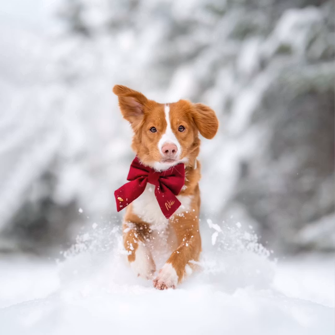 Hundfluga i sammet med namn*
