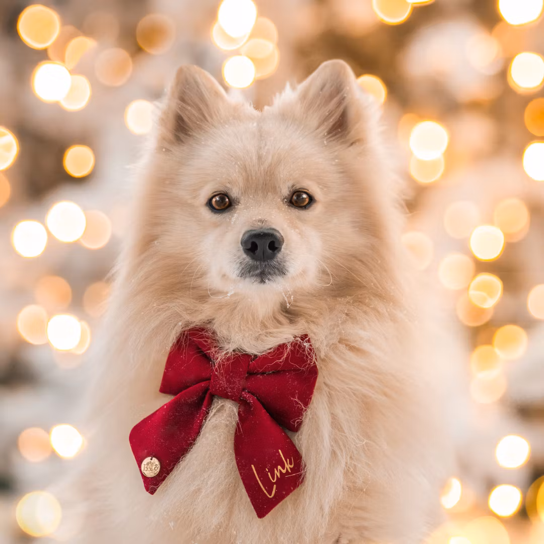 Hundfluga i sammet med namn*