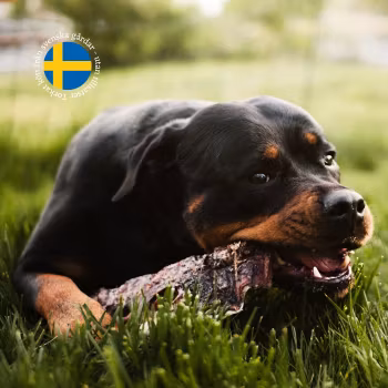 Torkad Oxmule med päls