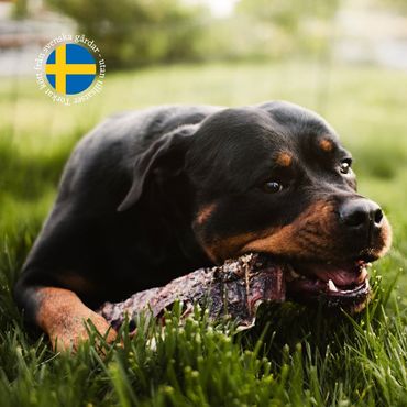 Torkad Oxmule med päls