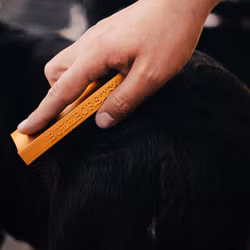 Bullborsten
