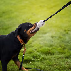 Hundleksak fårskinn med bungee