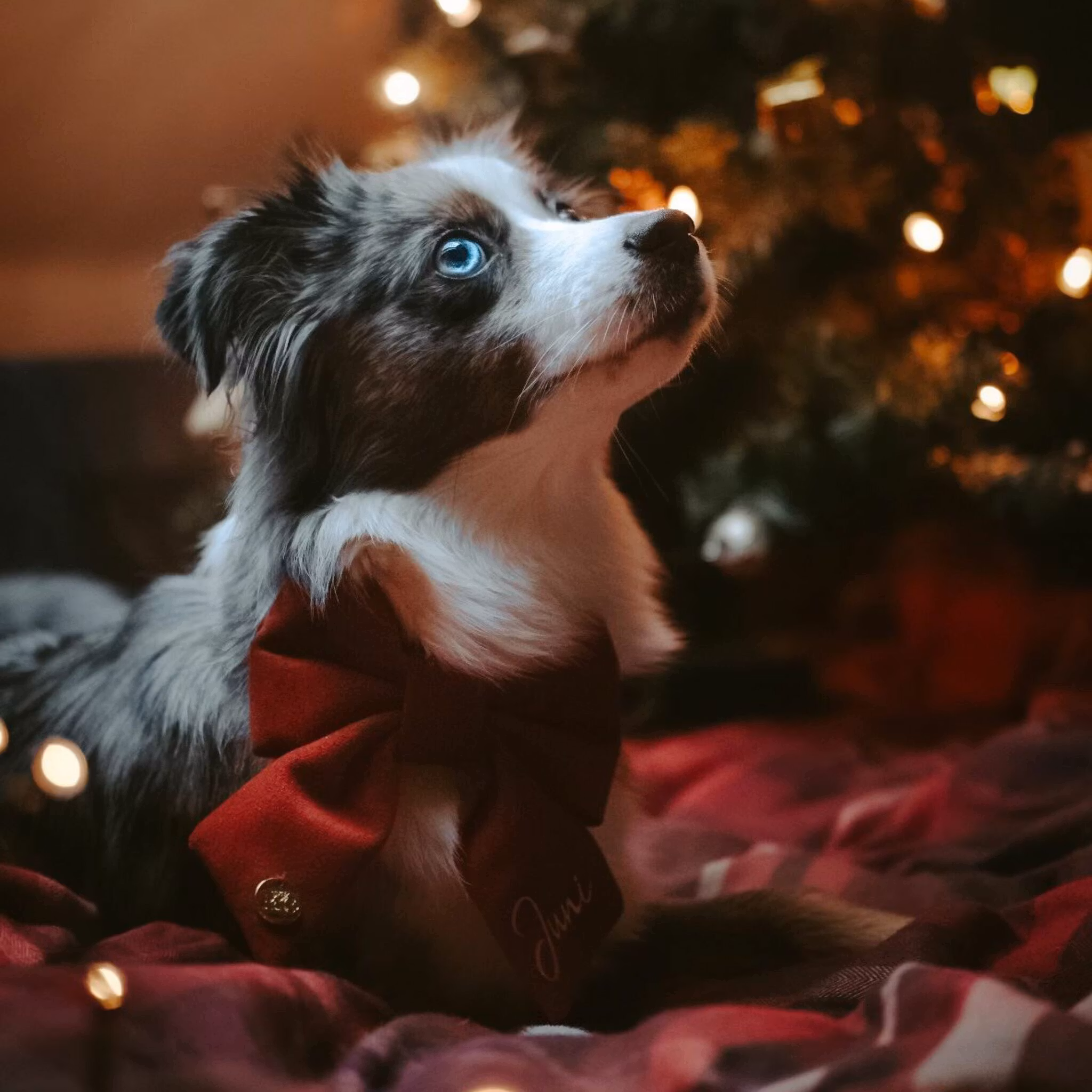 Hundfluga i sammet med namn*