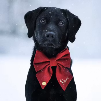 Hundfluga i sammet med namn*