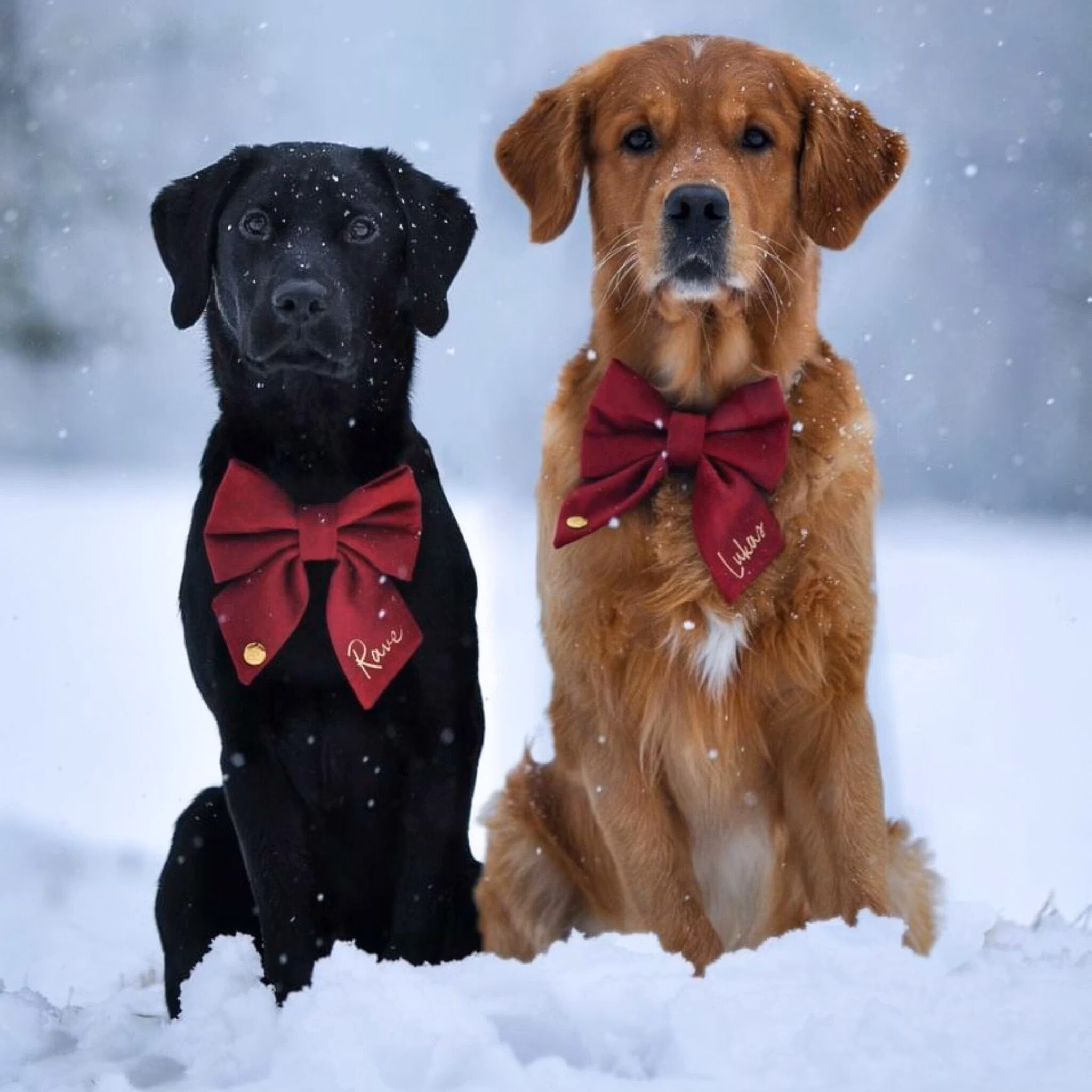 Hundfluga i sammet med namn*
