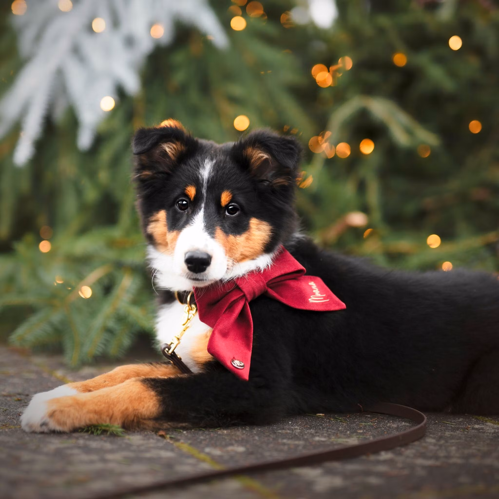 Hundfluga i sammet med namn*