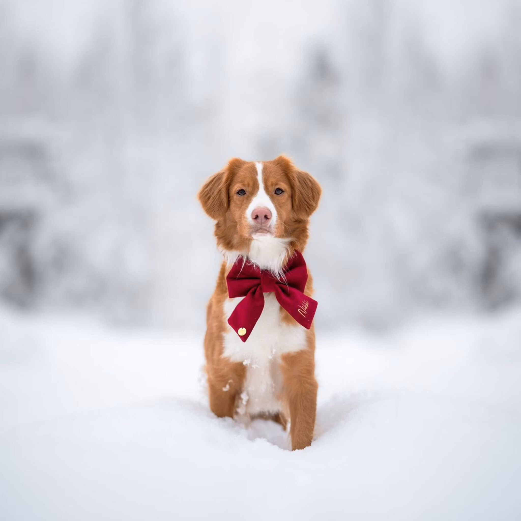 Hundfluga i sammet med namn*