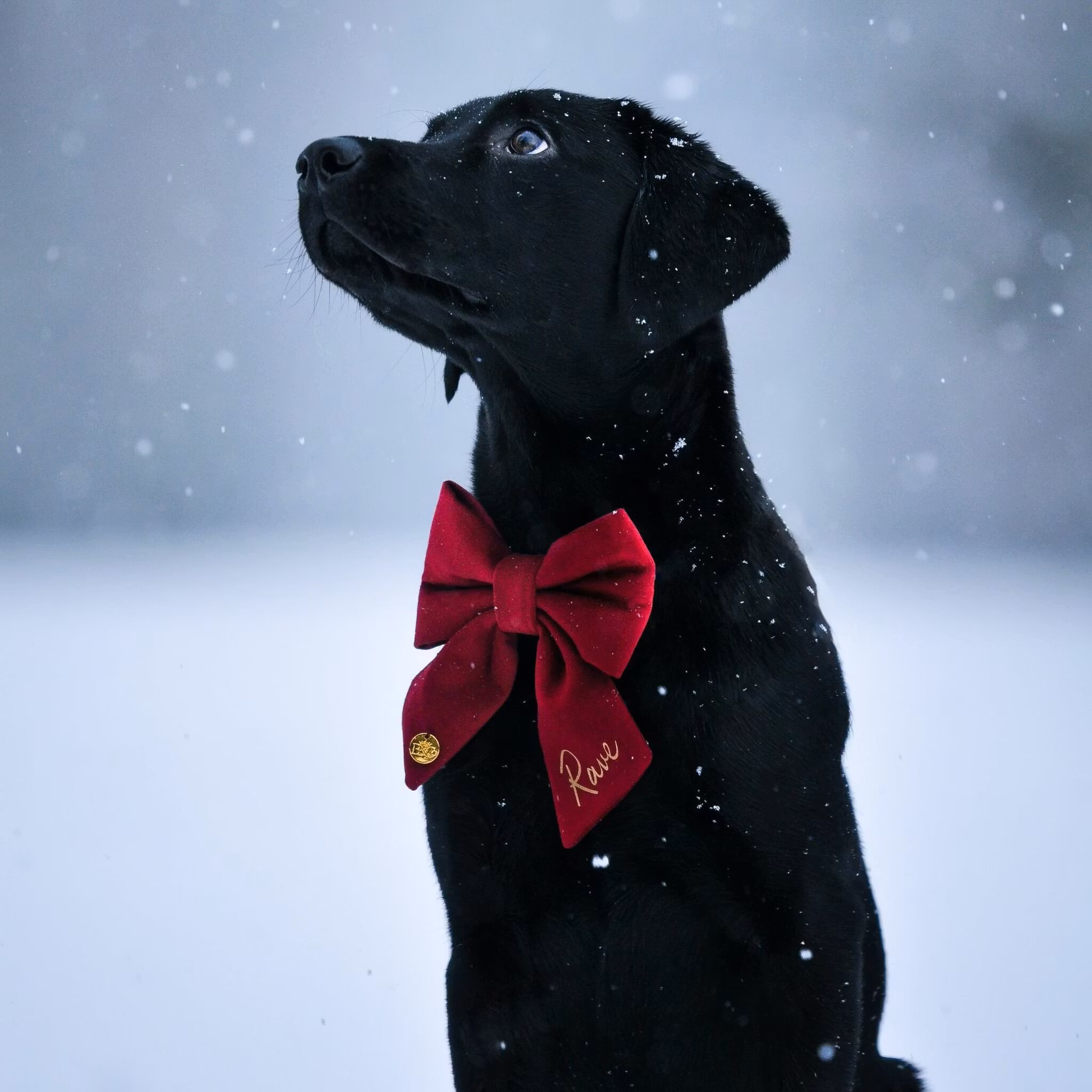 Hundfluga i sammet med namn*