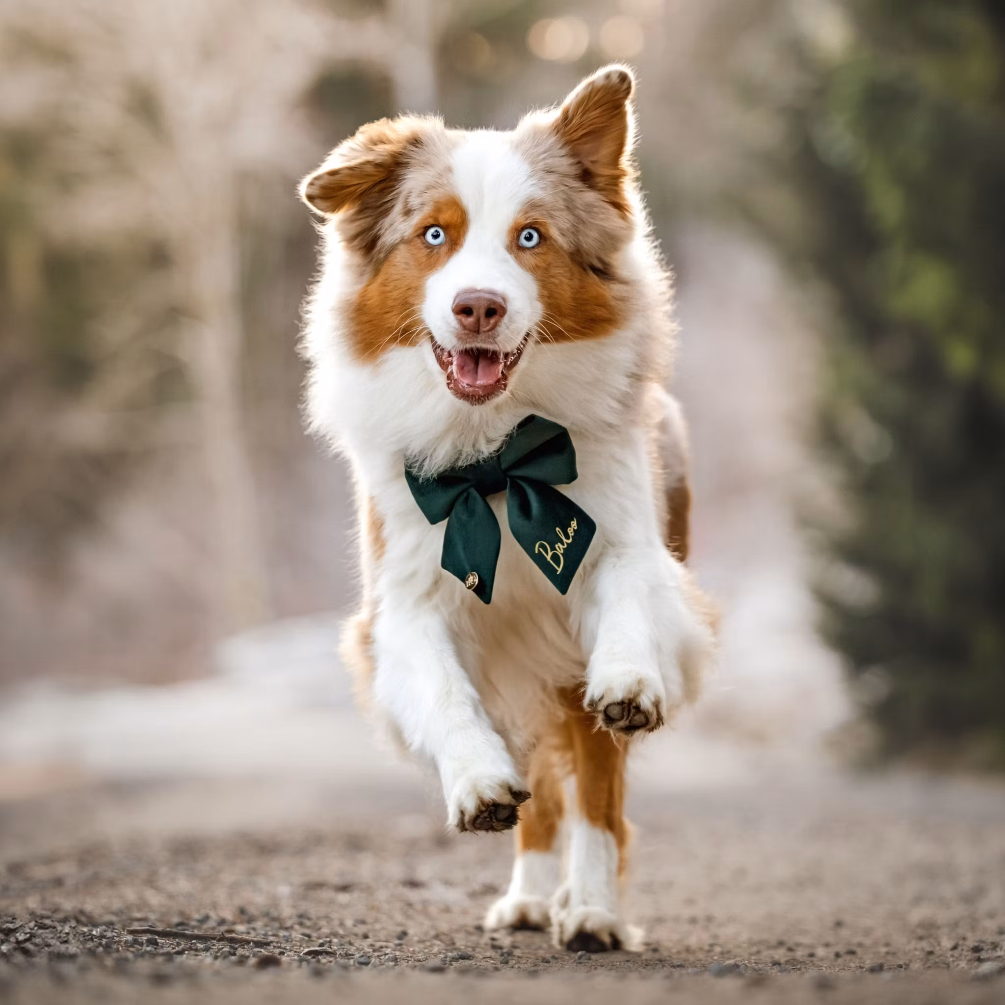 Hundfluga i sammet med namn*