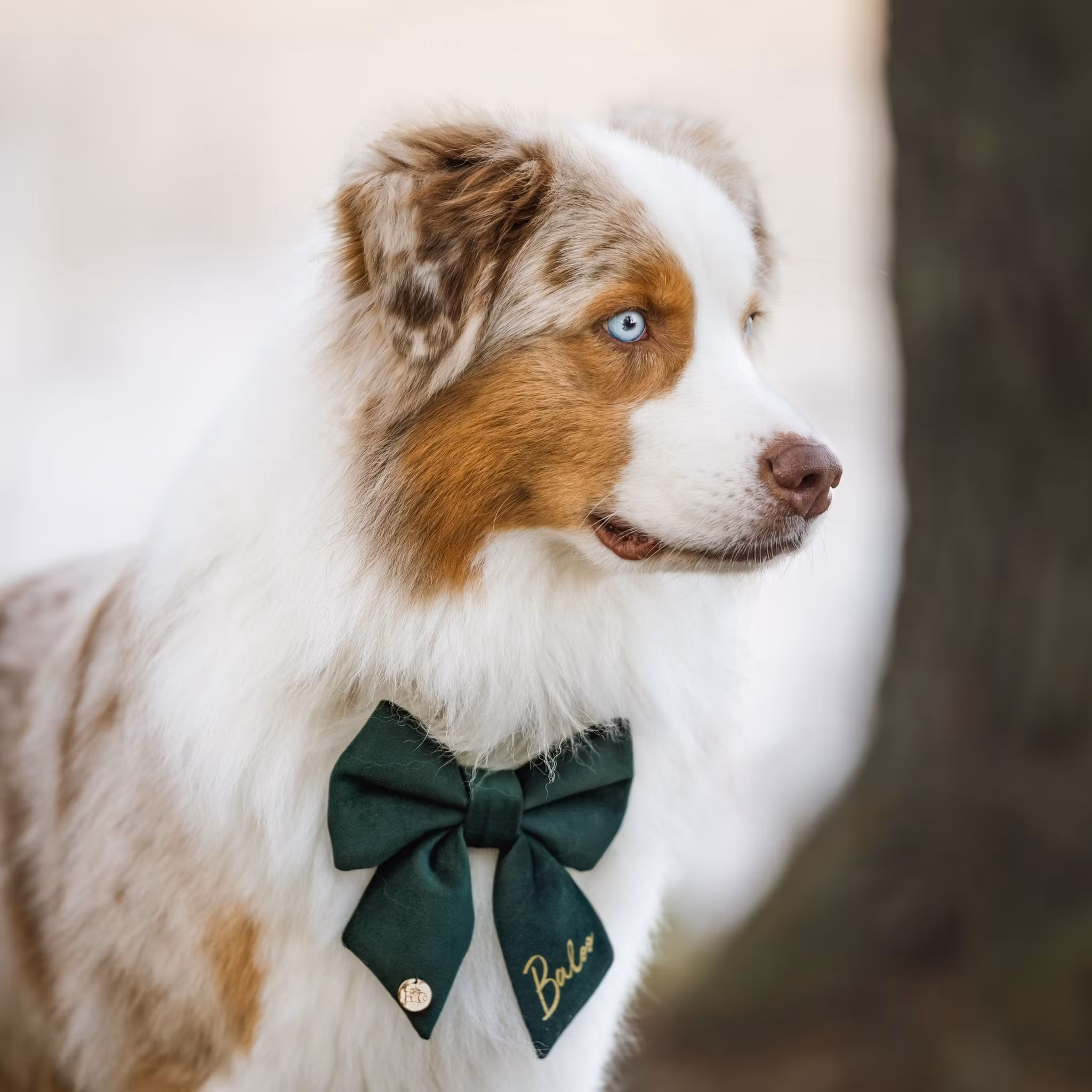 Hundfluga i sammet med namn*