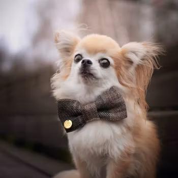 Hundfluga med rutmönster