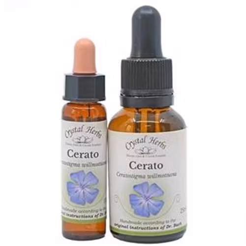 Cerato