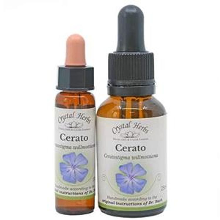 Cerato