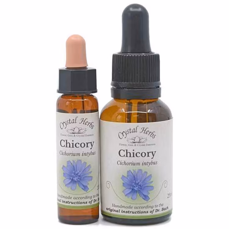 Chicory