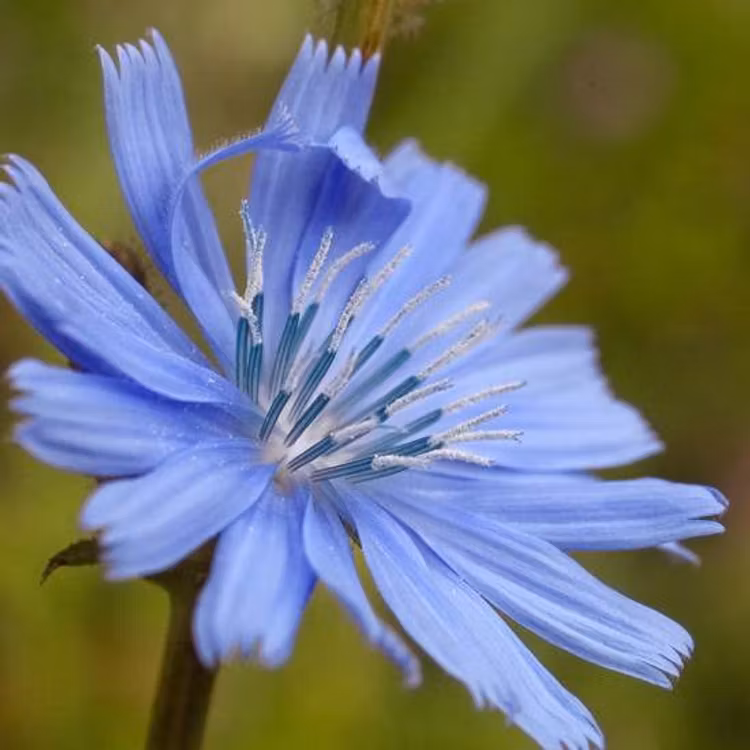 Chicory