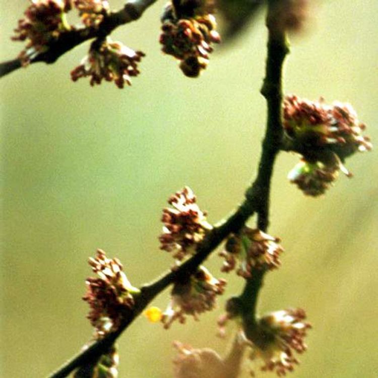 Elm