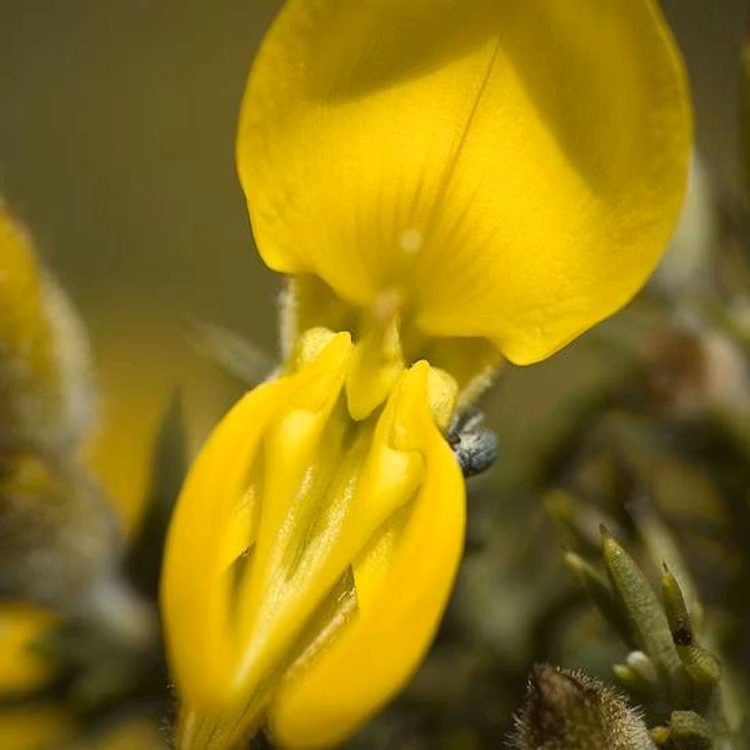 Gorse