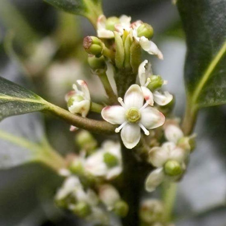 Holly
