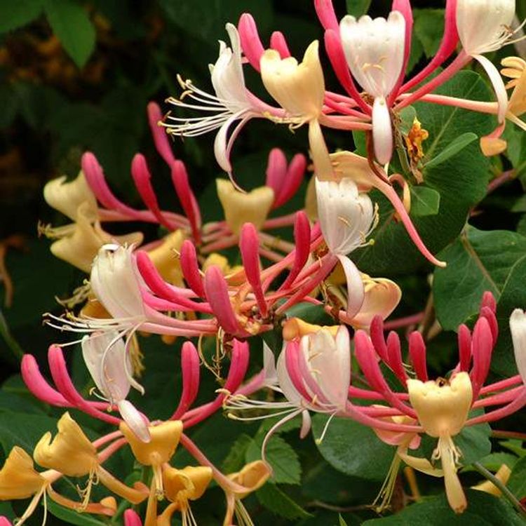 Honeysuckle
