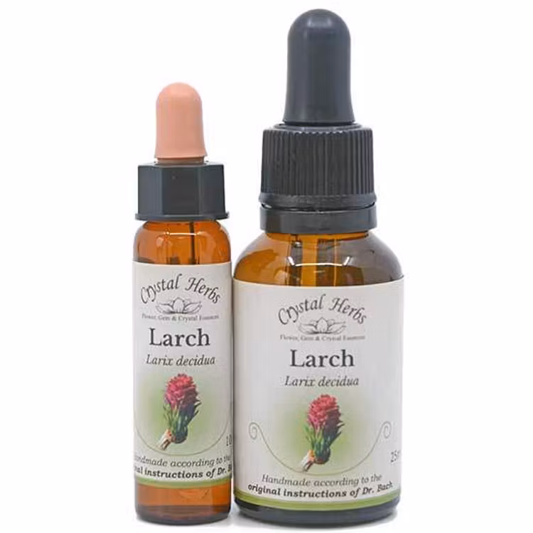 Larch