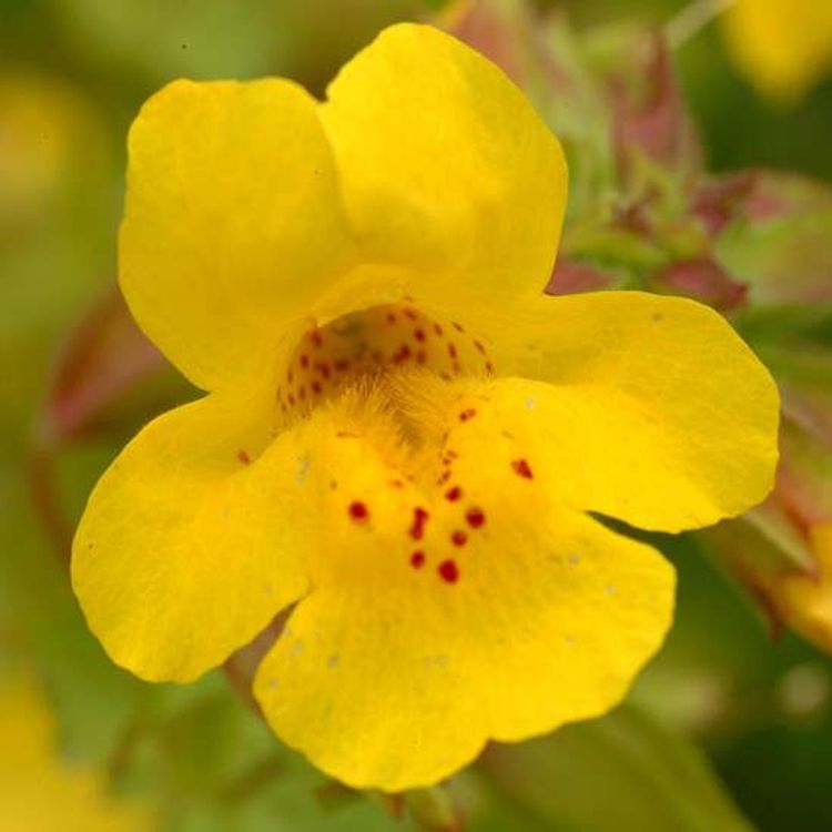 Mimulus