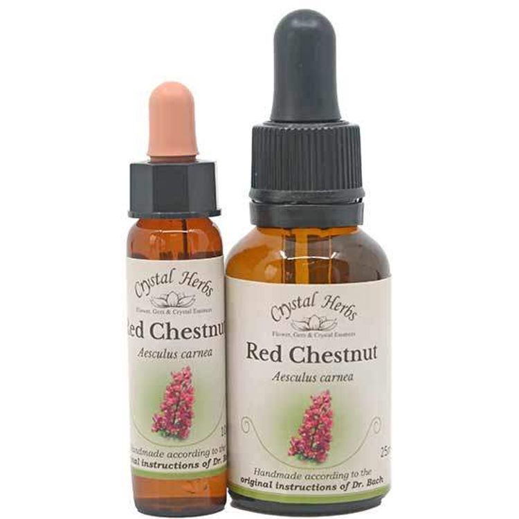 Red Chestnut