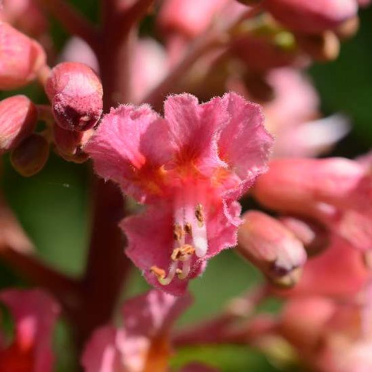 Red Chestnut