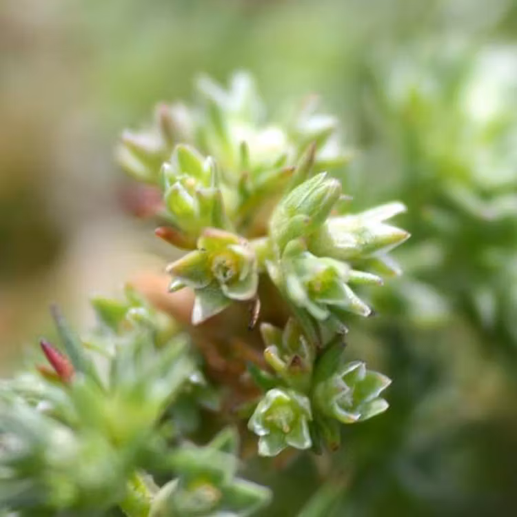 Scleranthus