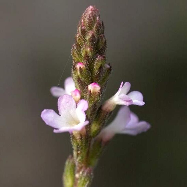 Vervain