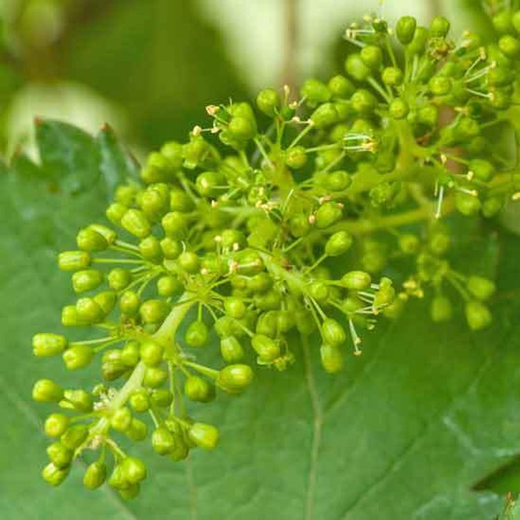 Vine