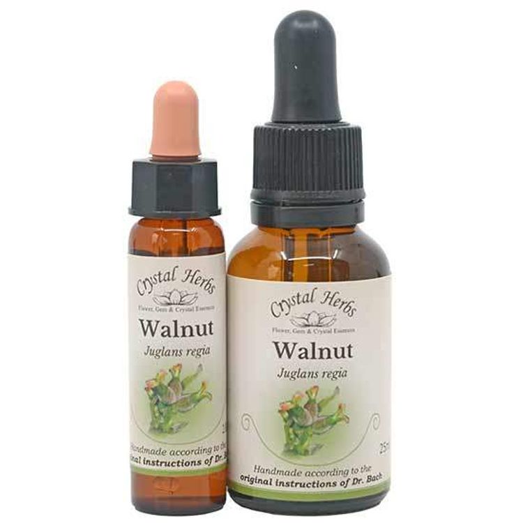 Walnut