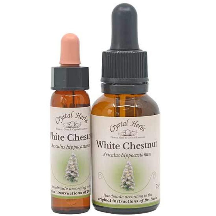 White Chestnut