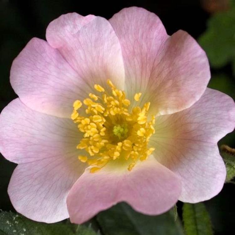 Wild Rose