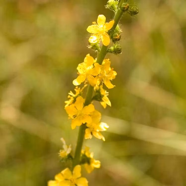 Agrimony